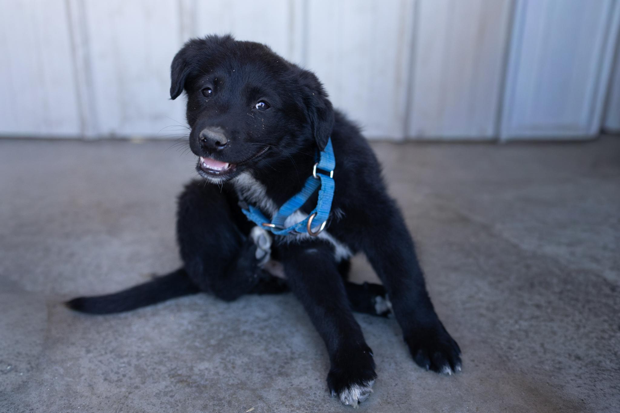 Bishop, a Adoptable mixed breed in Monroe, WA image 2/6