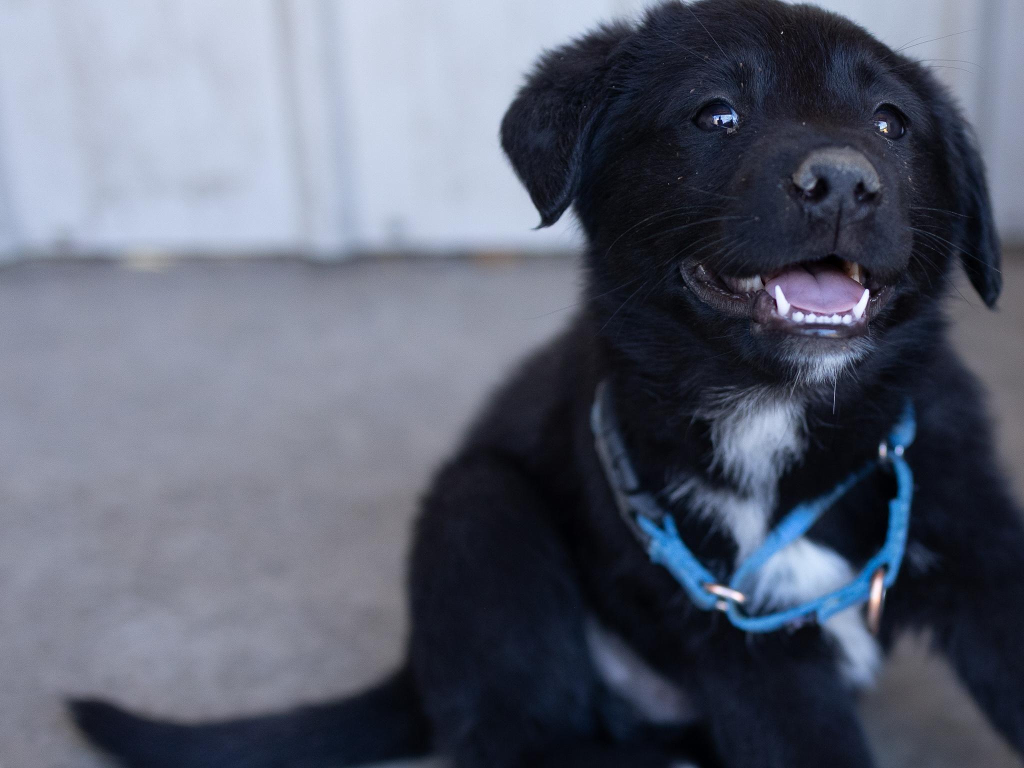 Bishop, Adoptable, Puppy Male Australian Shepherd & Black Labrador Retriever.