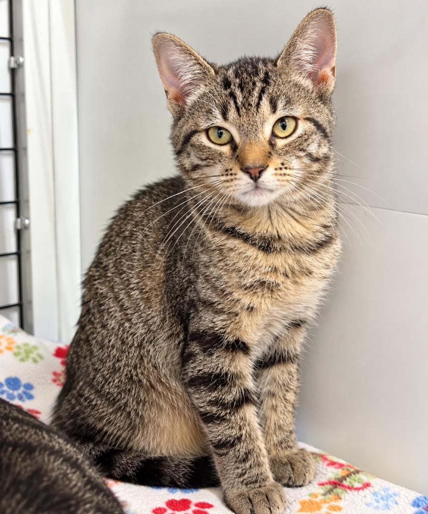 Enlarge Alyx, a Adoptable mixed breed in Ewing, NJ image 1/1
