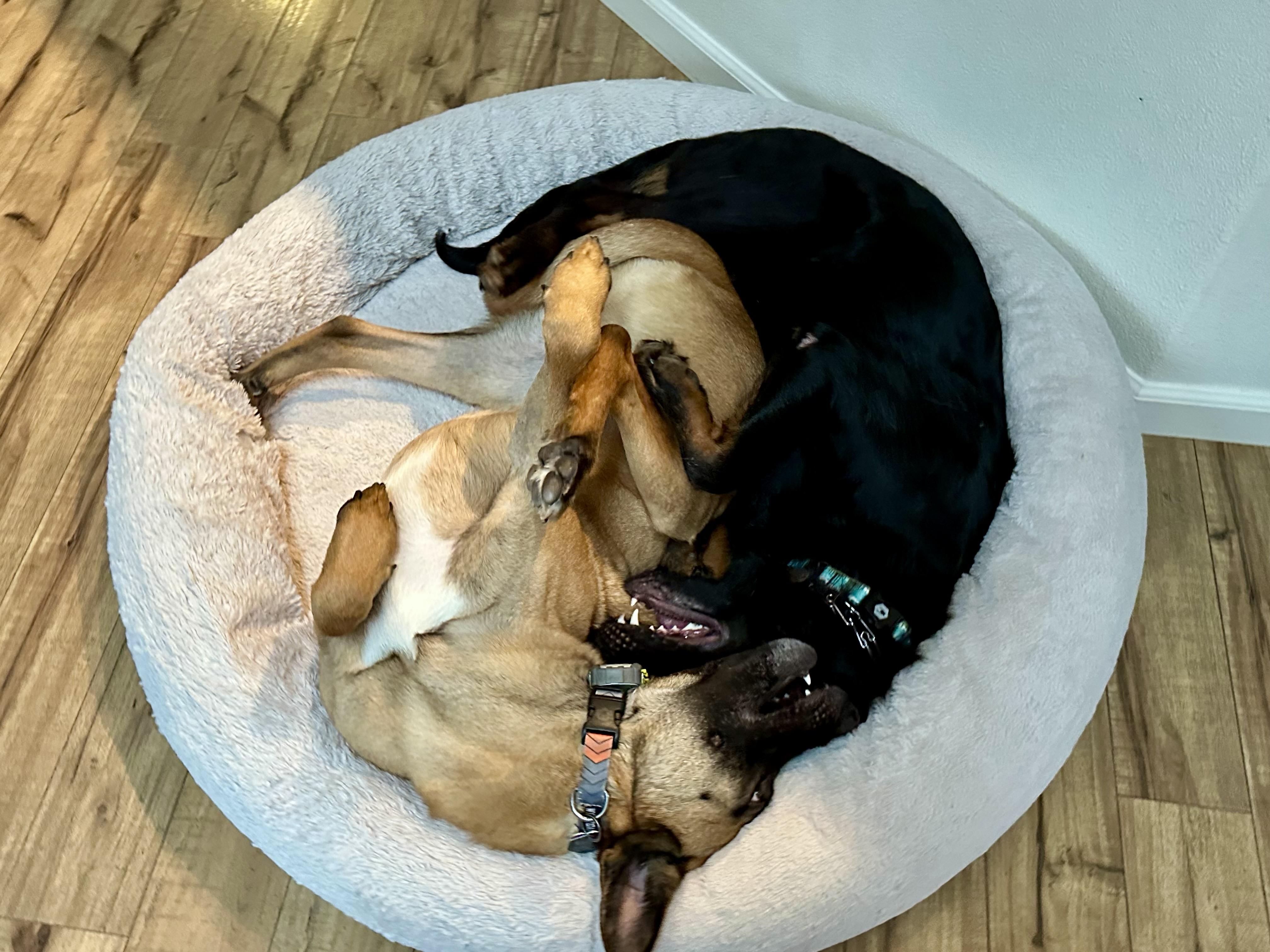 Sam, Adopted, Young Male German Shepherd Dog.