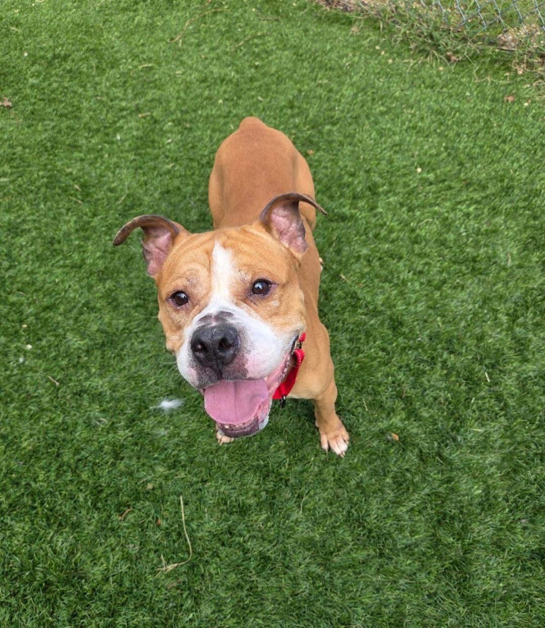 Enlarge Bubba, a Adoptable mixed breed in Sewaren, NJ image 2/2