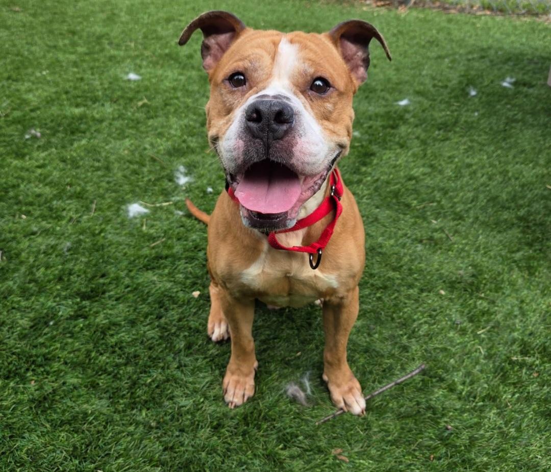 Enlarge Bubba, a Adoptable mixed breed in Sewaren, NJ image 1/2