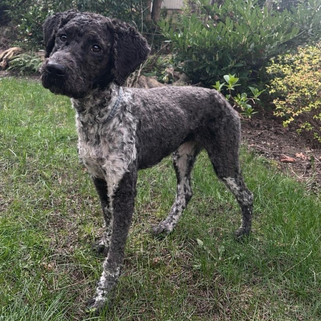 Cleo, ADOPTABLE, Adult Female Standard Poodle & German Shorthaired Pointer.