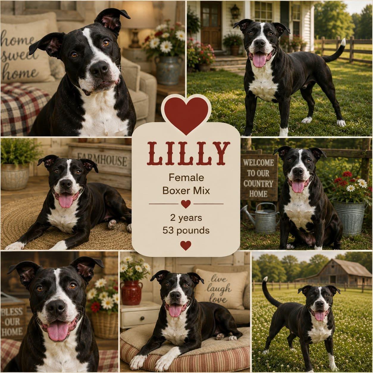 Lilly, Adoptable, Young Female American Staffordshire Terrier & Labrador Retriever.