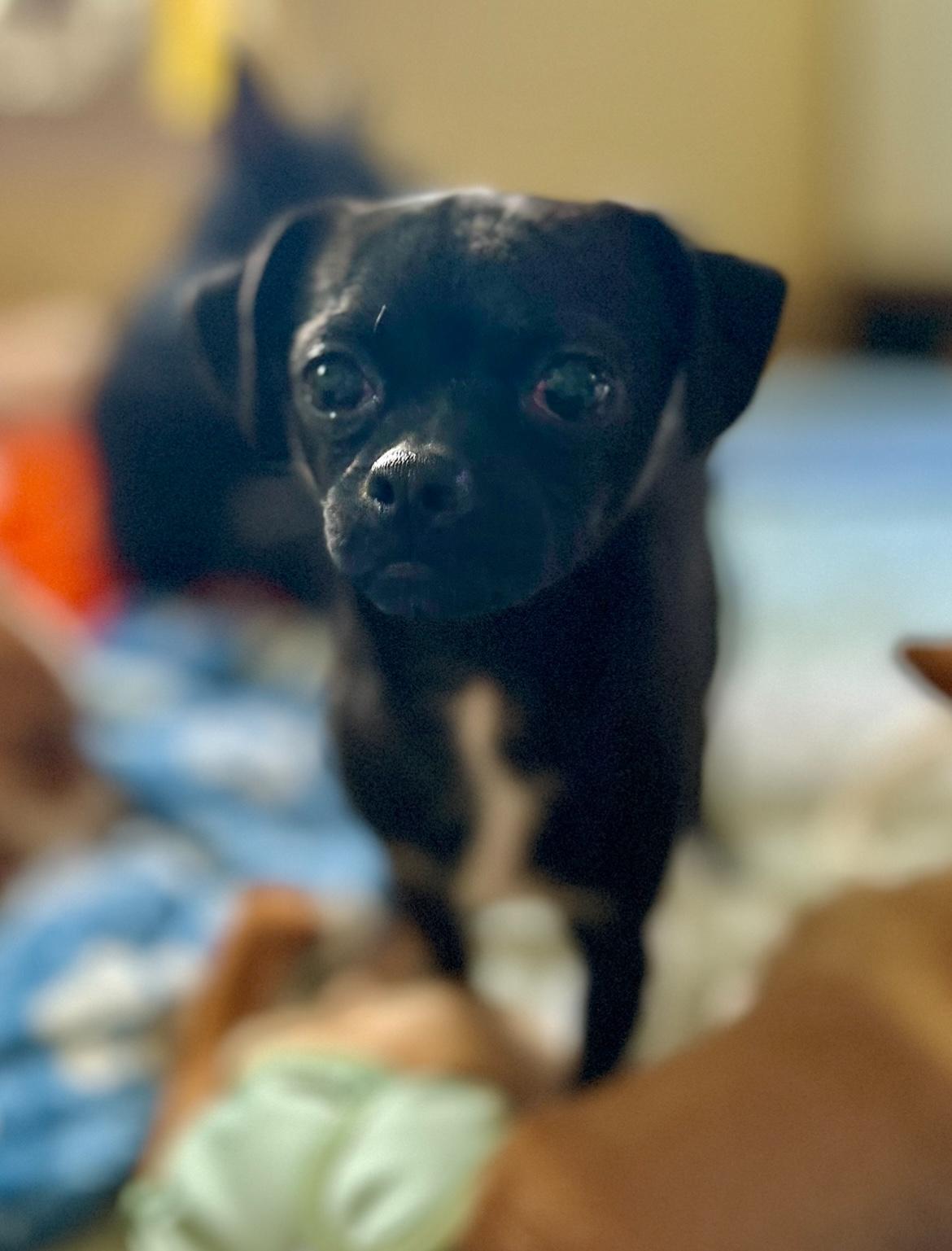 Binx, adopted, Young Male Pug & Chihuahua.