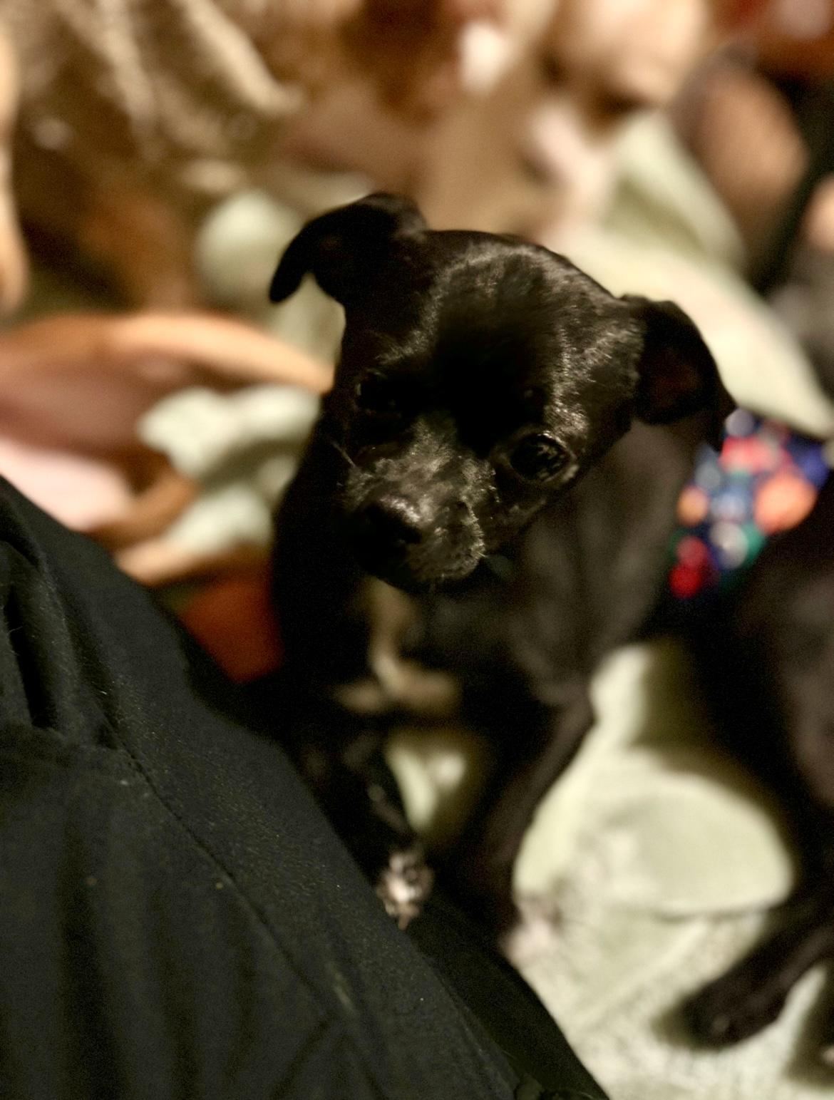 Enlarge Binx, an adopted mixed breed in West Falls, NY image 2/3