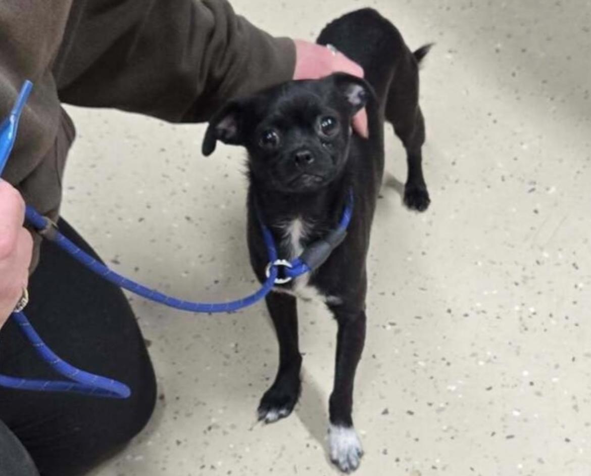 Enlarge Binx, an adopted mixed breed in West Falls, NY image 3/3