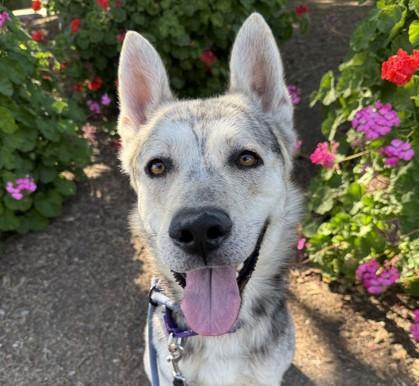 Enlarge NIALL, a Adoptable mixed breed in Martinez, CA image 1/1