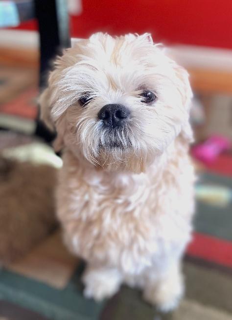 CHEWY, Adopted, Adult Male Shih Tzu.