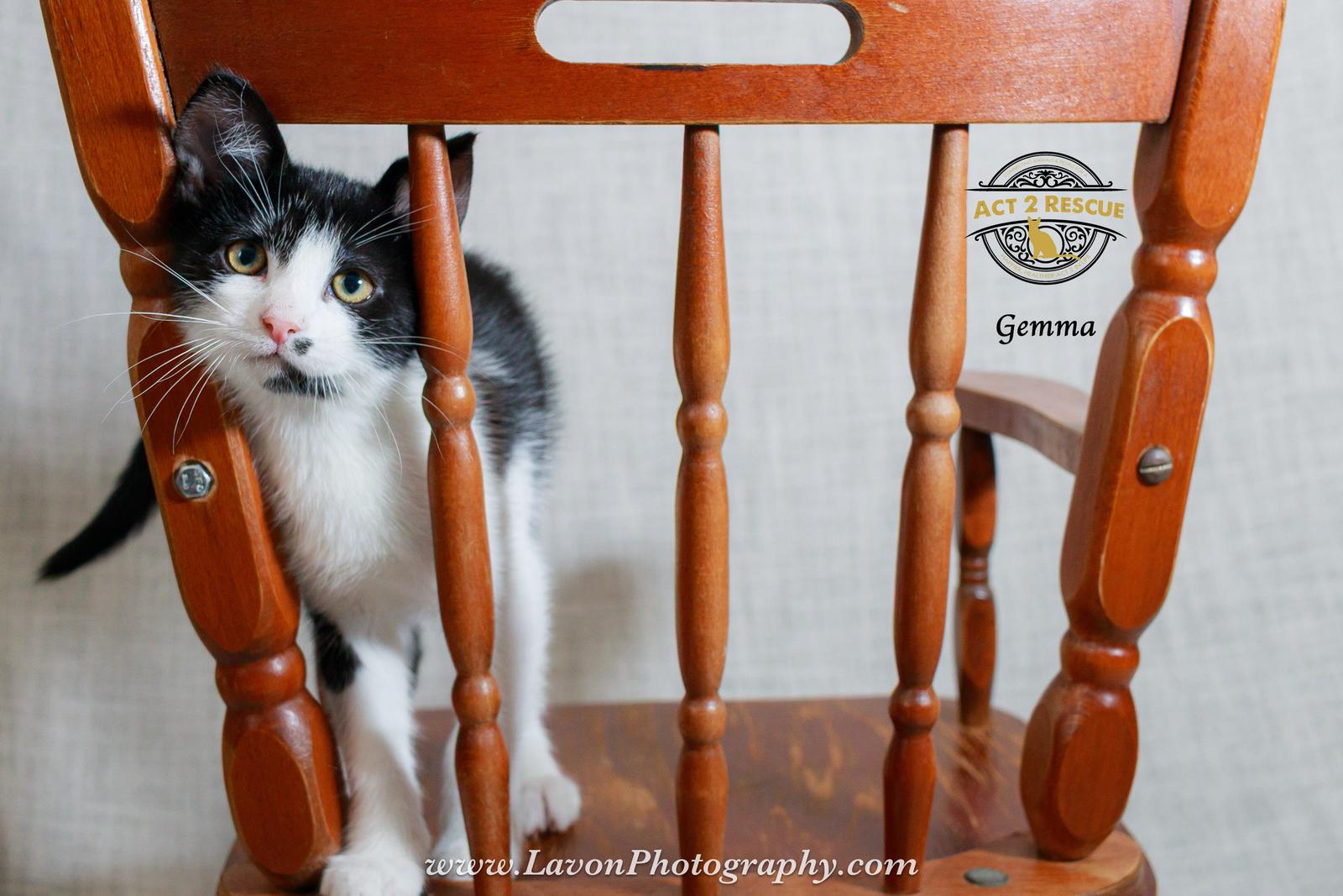 Gemma, Adoptable, Kitten Female Domestic Short Hair.