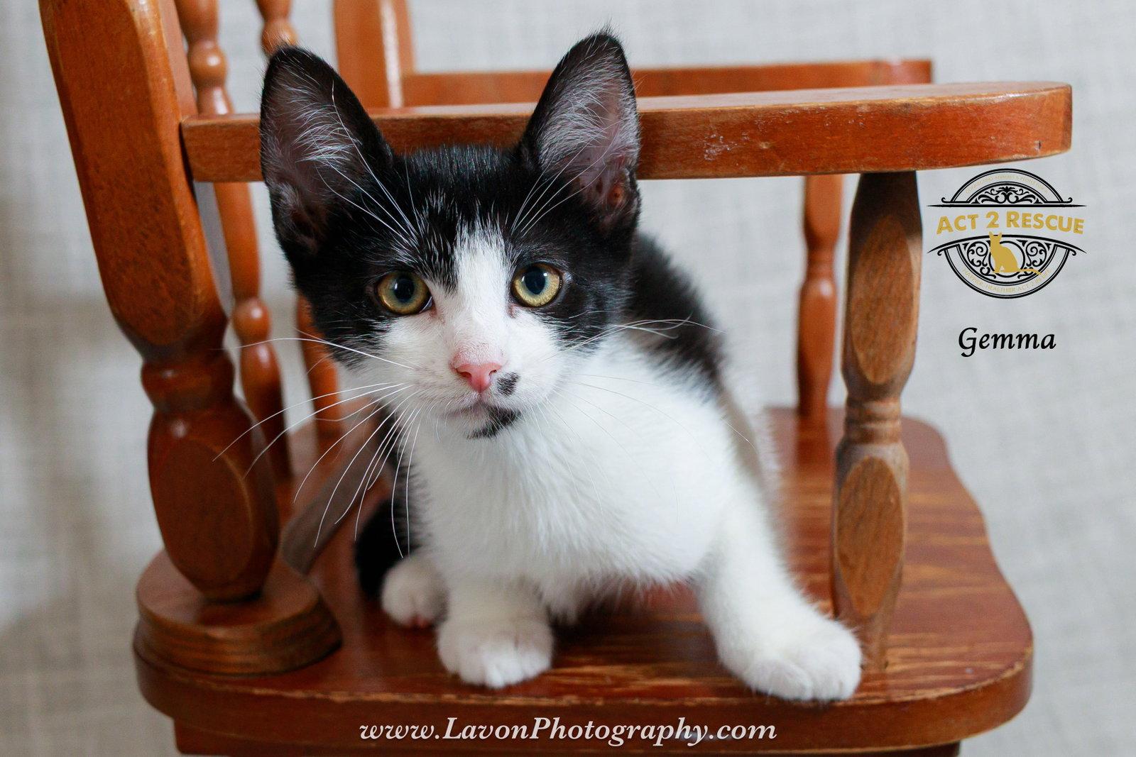 Enlarge Gemma, a Adoptable Domestic Short Hair in Riverside, CA image 2/3
