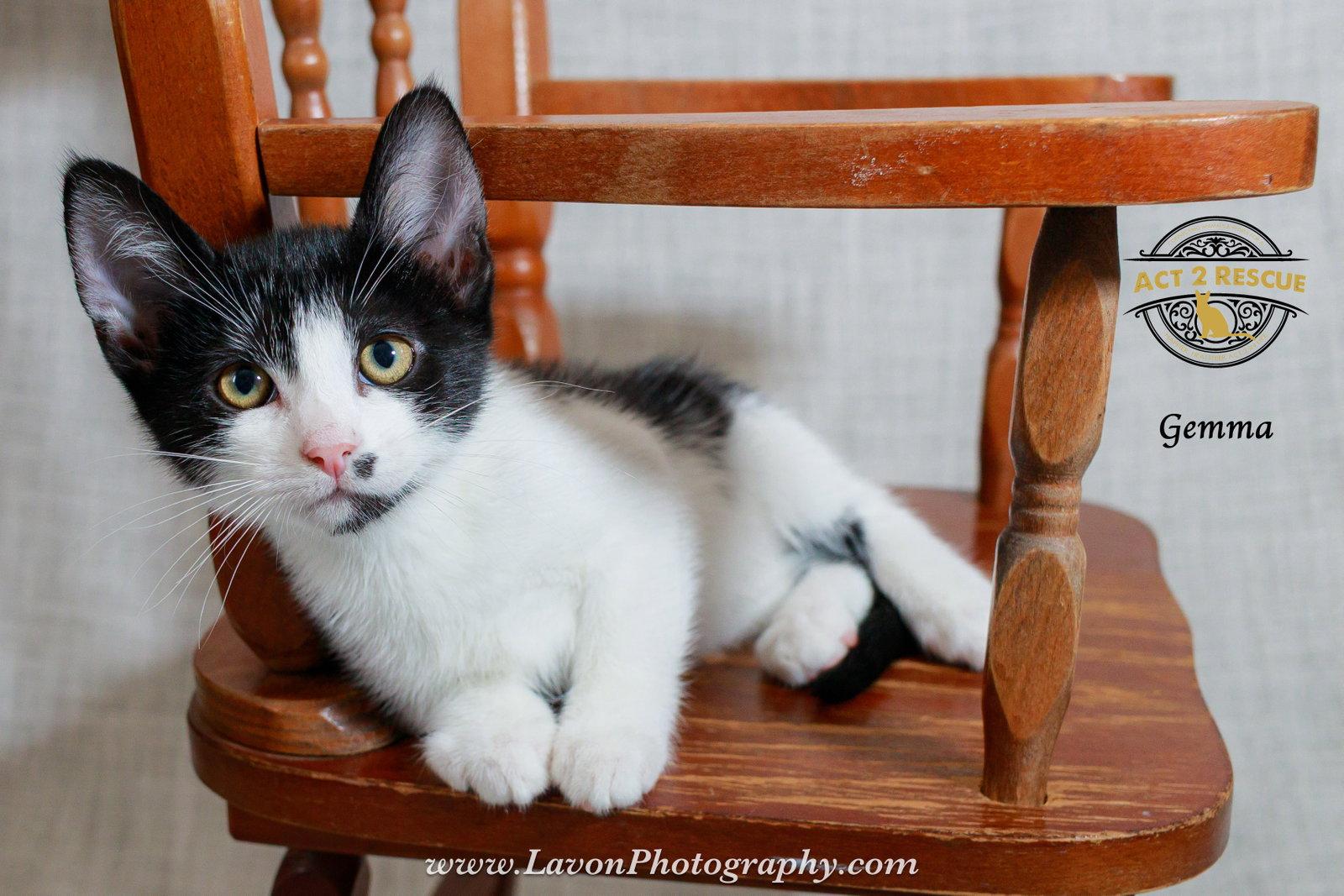 Enlarge Gemma, a Adoptable Domestic Short Hair in Riverside, CA image 3/3