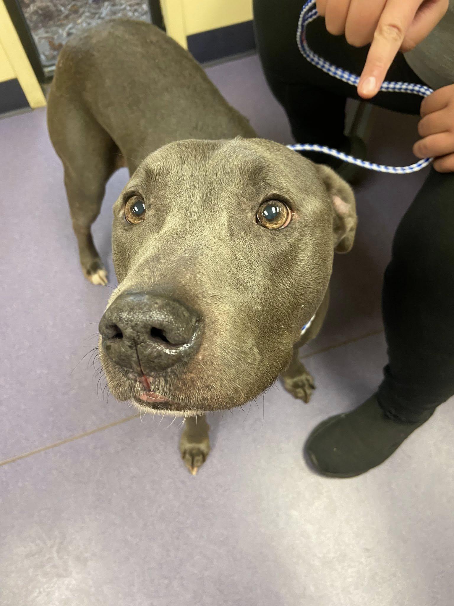 Gates!, an adopted mixed breed in Port Huron, MI image 2/4