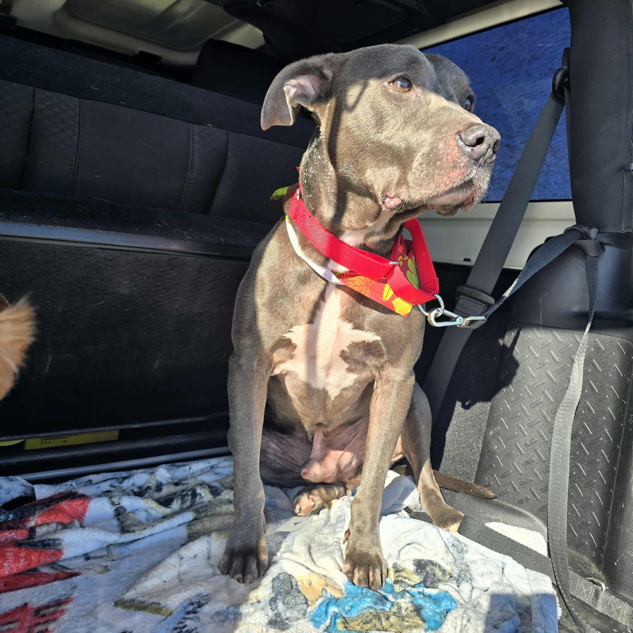 Gates!, an adopted mixed breed in Port Huron, MI image 3/4