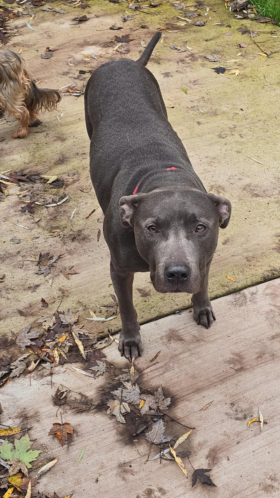 Gates!, an adopted mixed breed in Port Huron, MI image 4/4