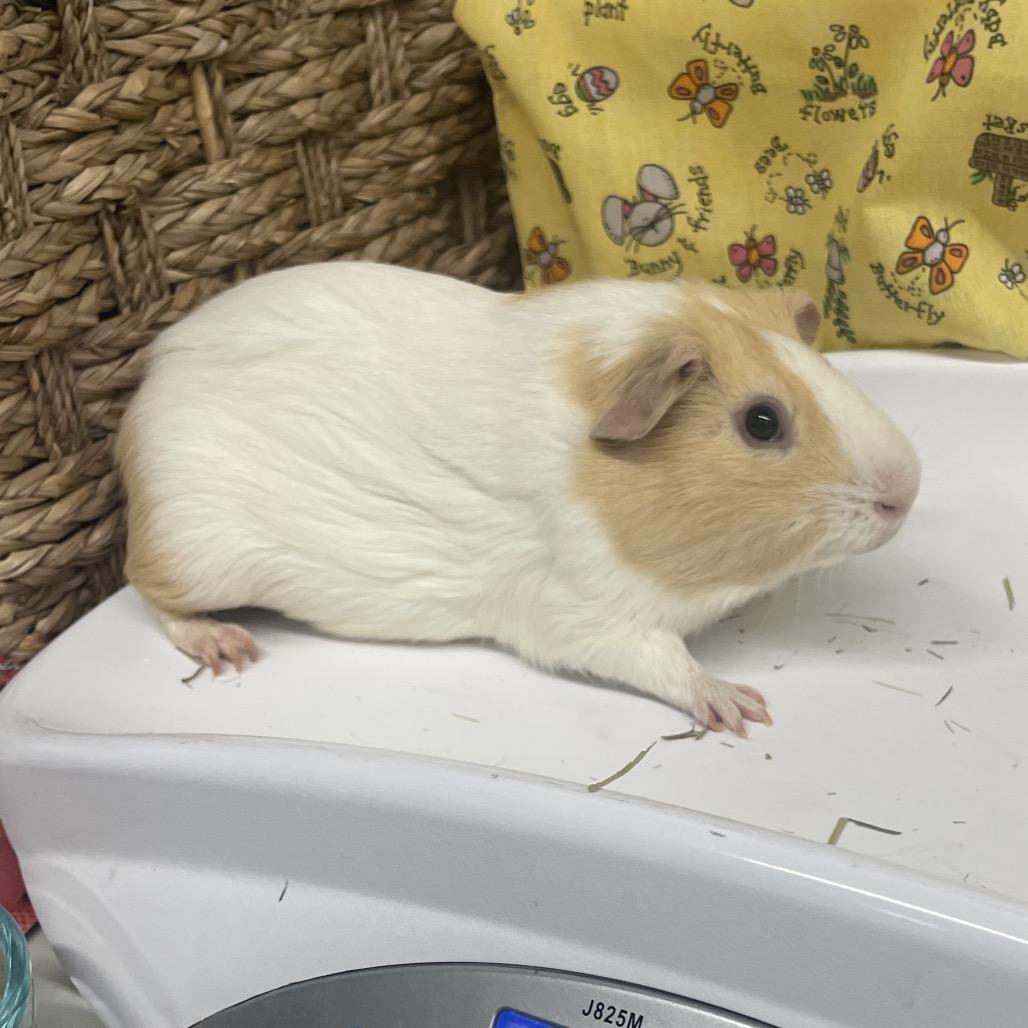 Enlarge Coco, a Adoptable Guinea Pig in Henderson, NV image 1/1