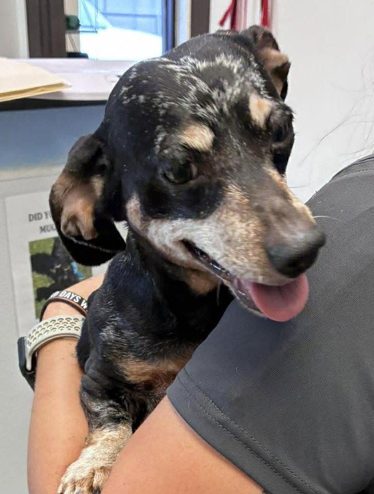 Liv, Adoptable, Adult Female Dachshund.