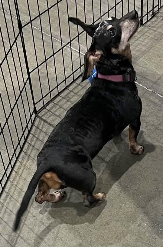 Enlarge Liv, a Adoptable Dachshund in Pearland, TX image 2/3