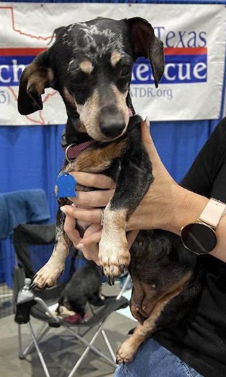 Enlarge Liv, a Adoptable Dachshund in Pearland, TX image 3/3