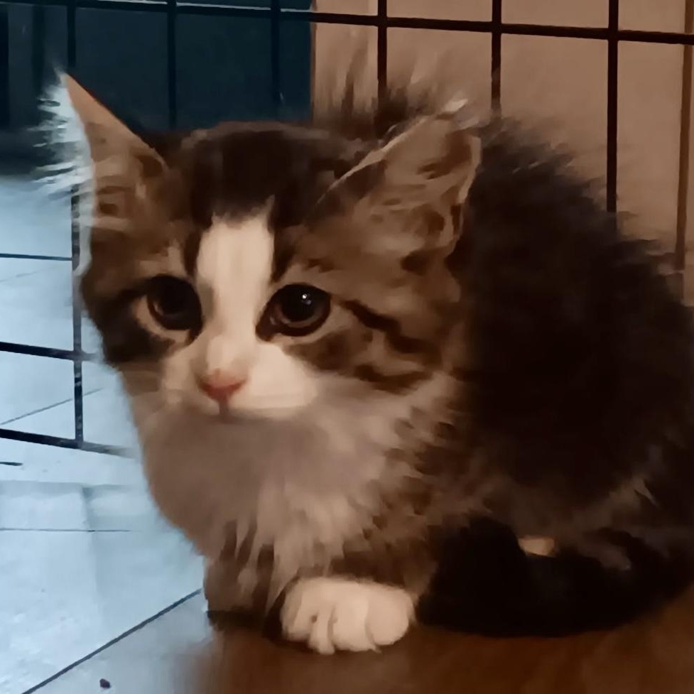 Enlarge Tiny, a ADOPTABLE Domestic Medium Hair in Gastonia, NC image 2/3