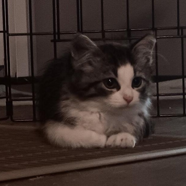 Enlarge Tiny, a ADOPTABLE Domestic Medium Hair in Gastonia, NC image 3/3