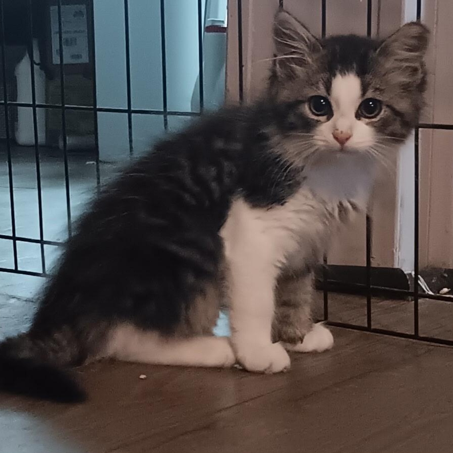 Tiny, ADOPTABLE, Kitten Female Domestic Medium Hair.
