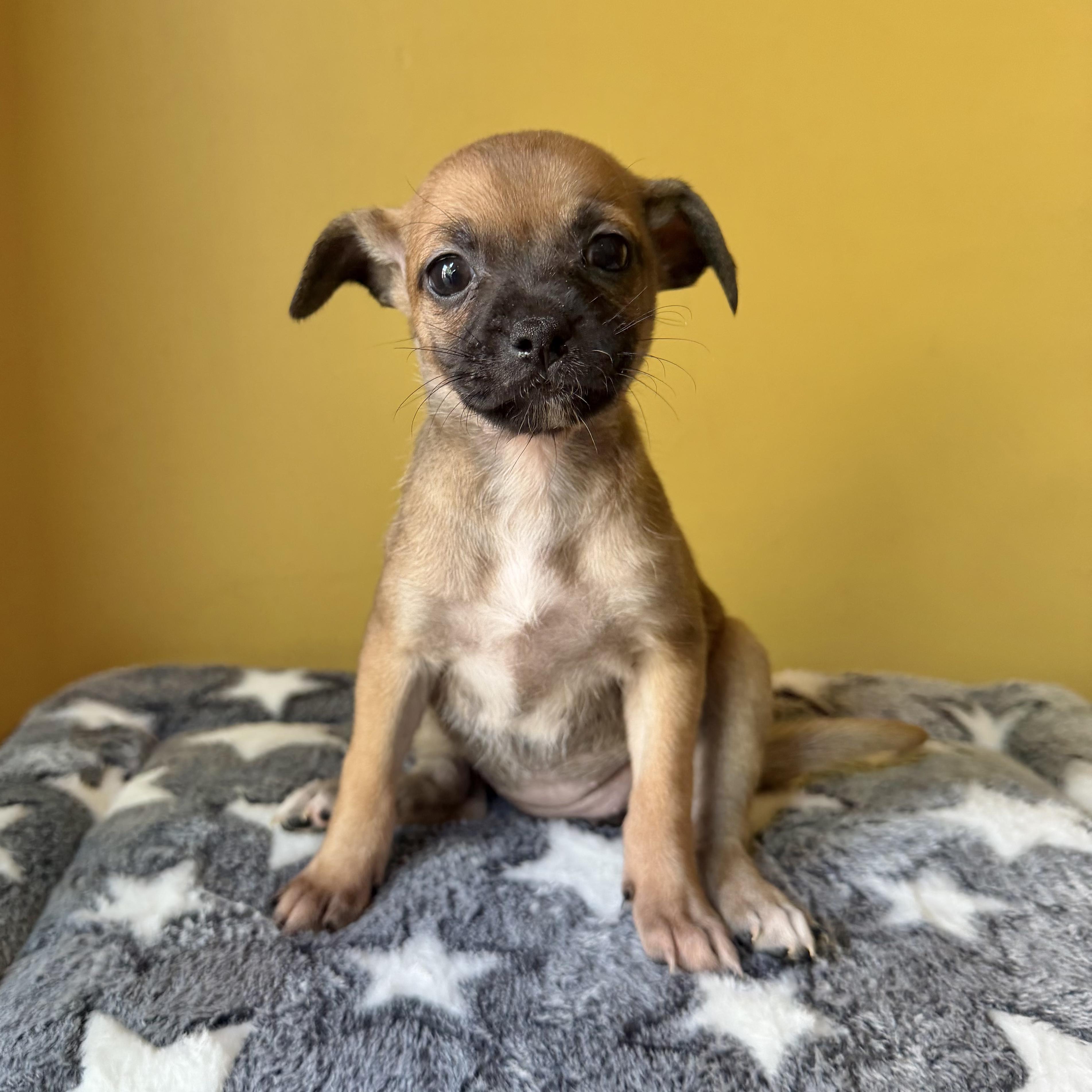 Honey, ADOPTABLE, Puppy Female Chihuahua & Pug.