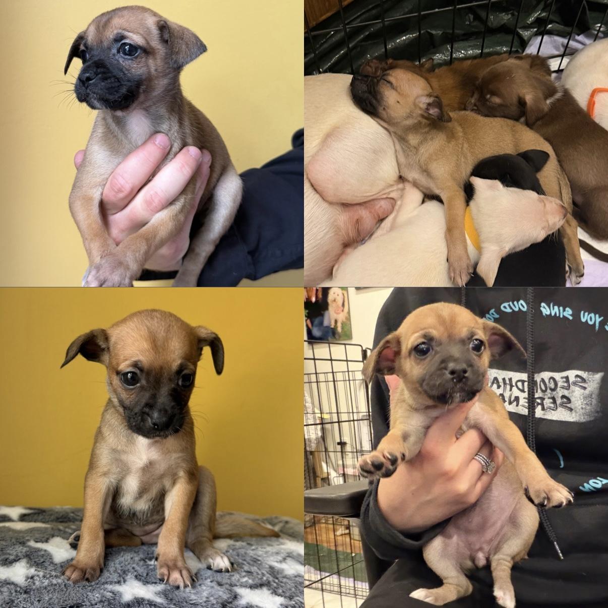 Enlarge Honey, a ADOPTABLE mixed breed in Boulder, CO image 5/6