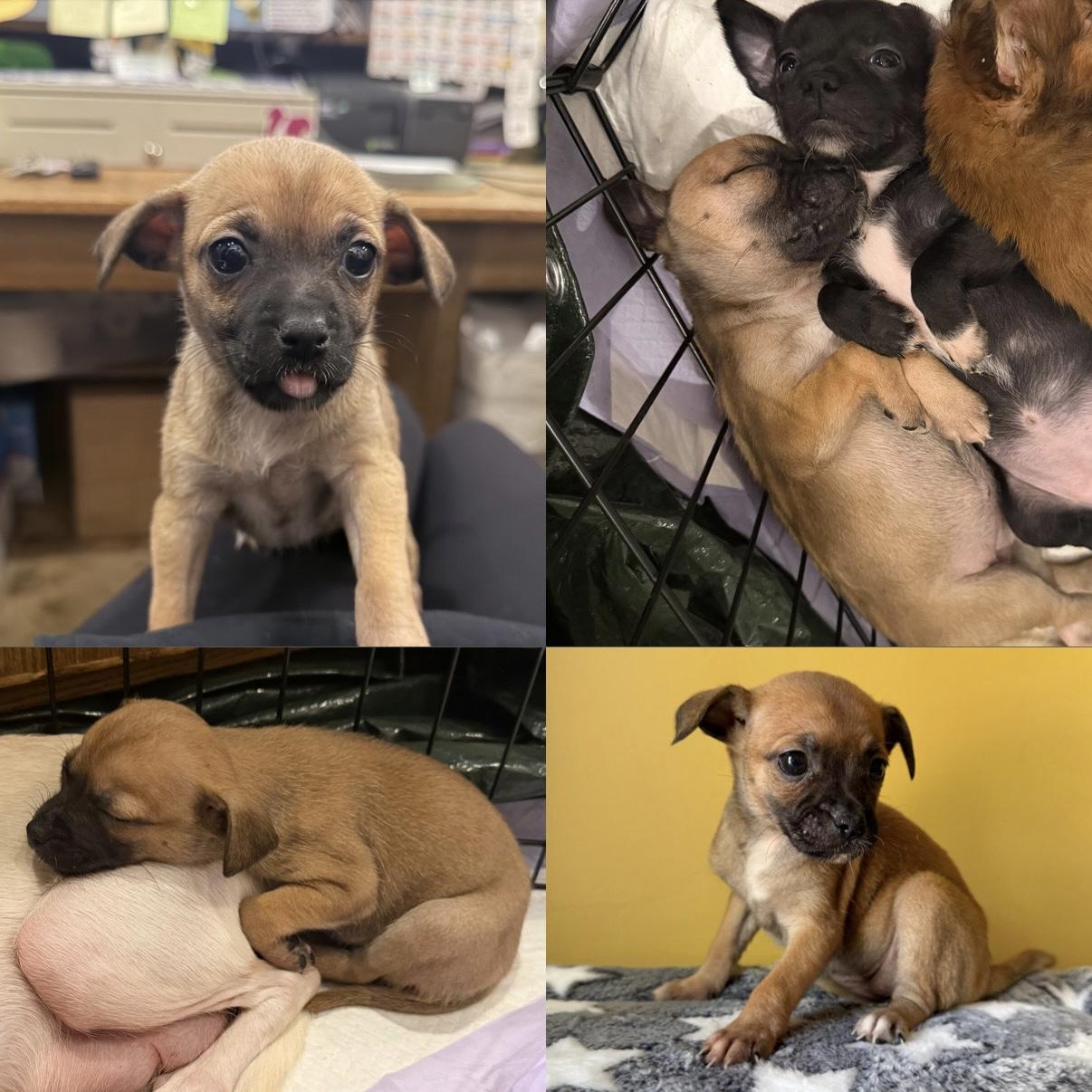 Enlarge Honey, a ADOPTABLE mixed breed in Boulder, CO image 4/6