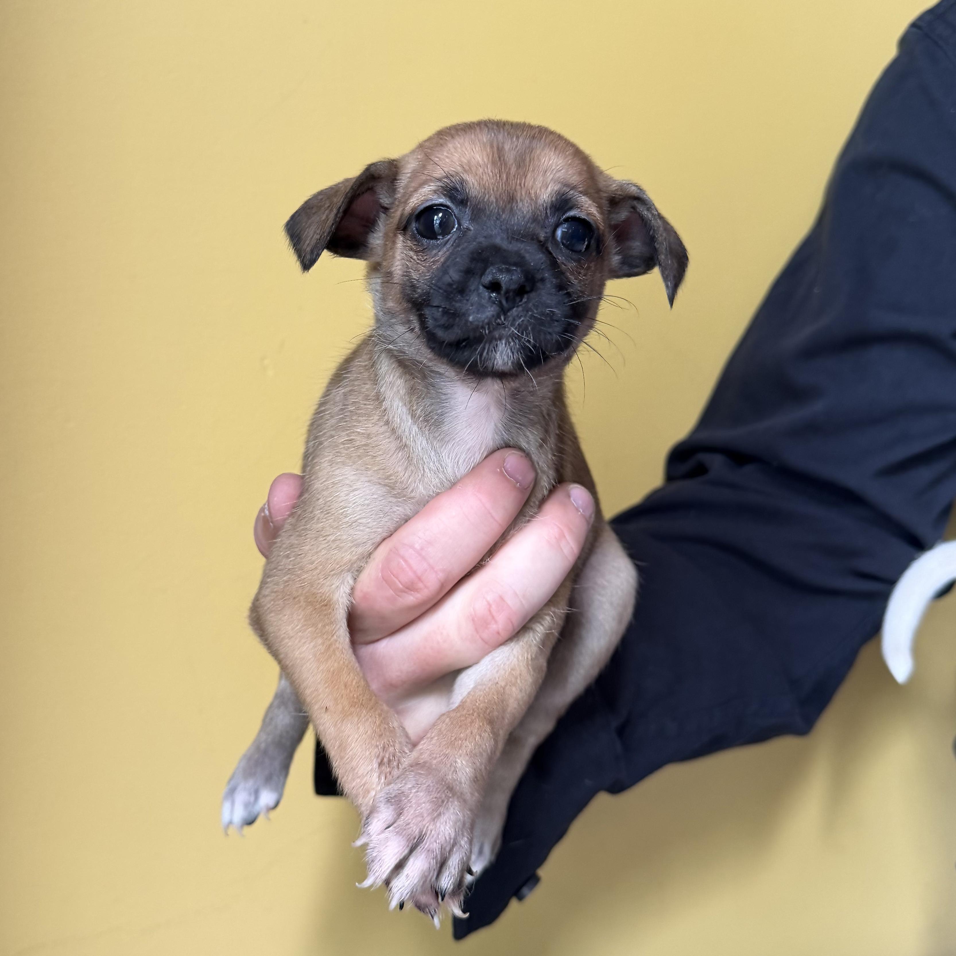 Enlarge Honey, a ADOPTABLE mixed breed in Boulder, CO image 2/6