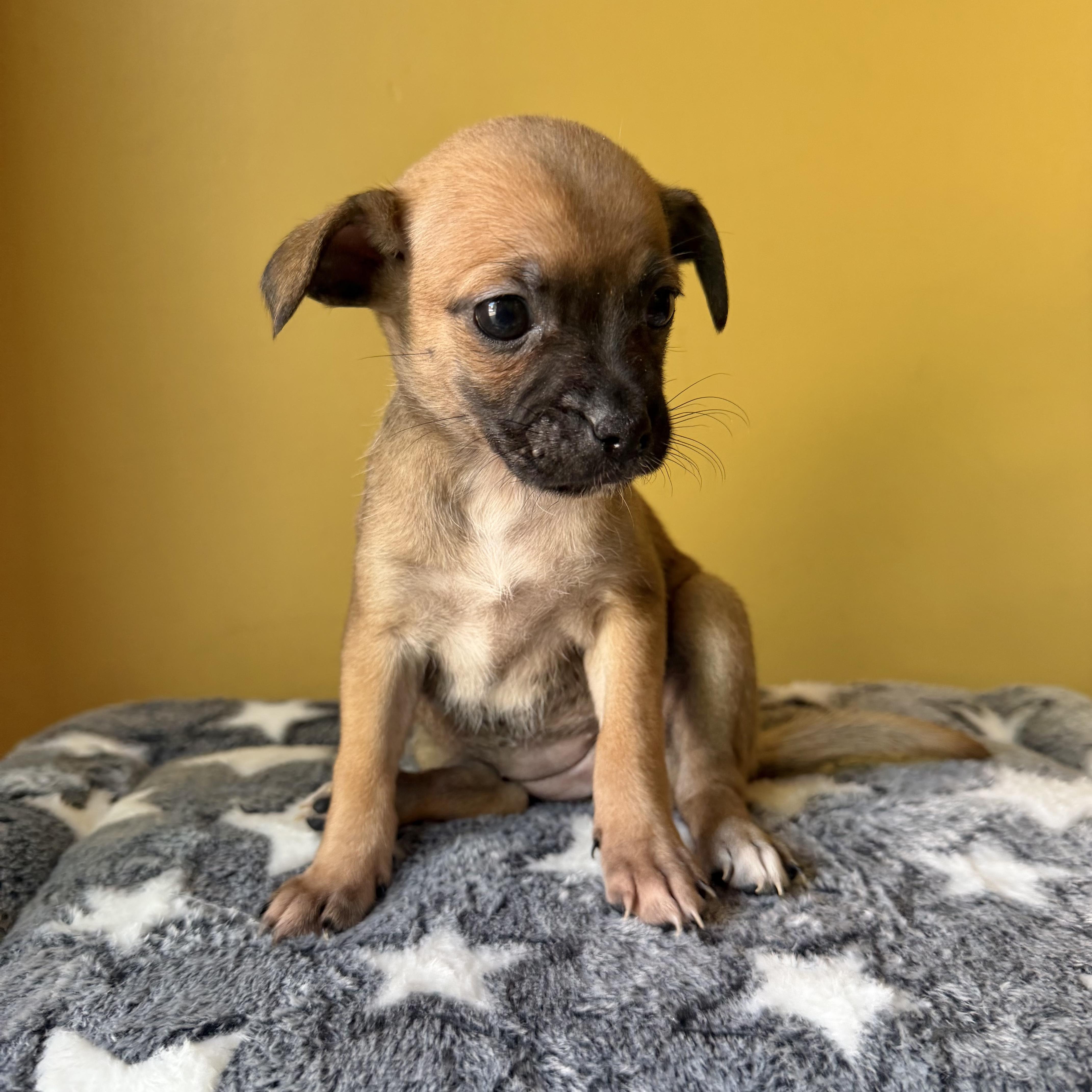Enlarge Honey, a ADOPTABLE mixed breed in Boulder, CO image 3/6