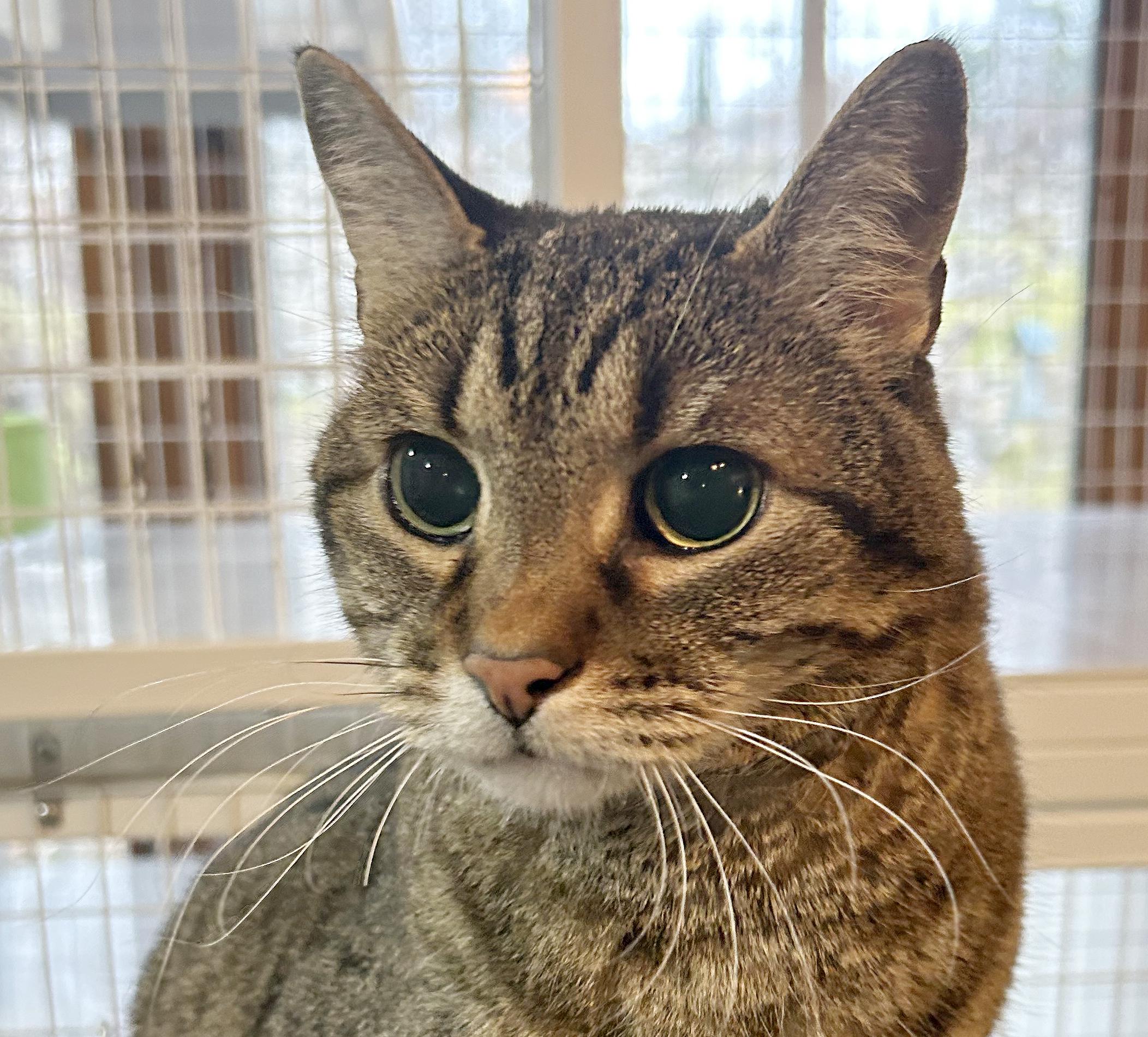Puddy, Adoptable, Senior Male Tabby.