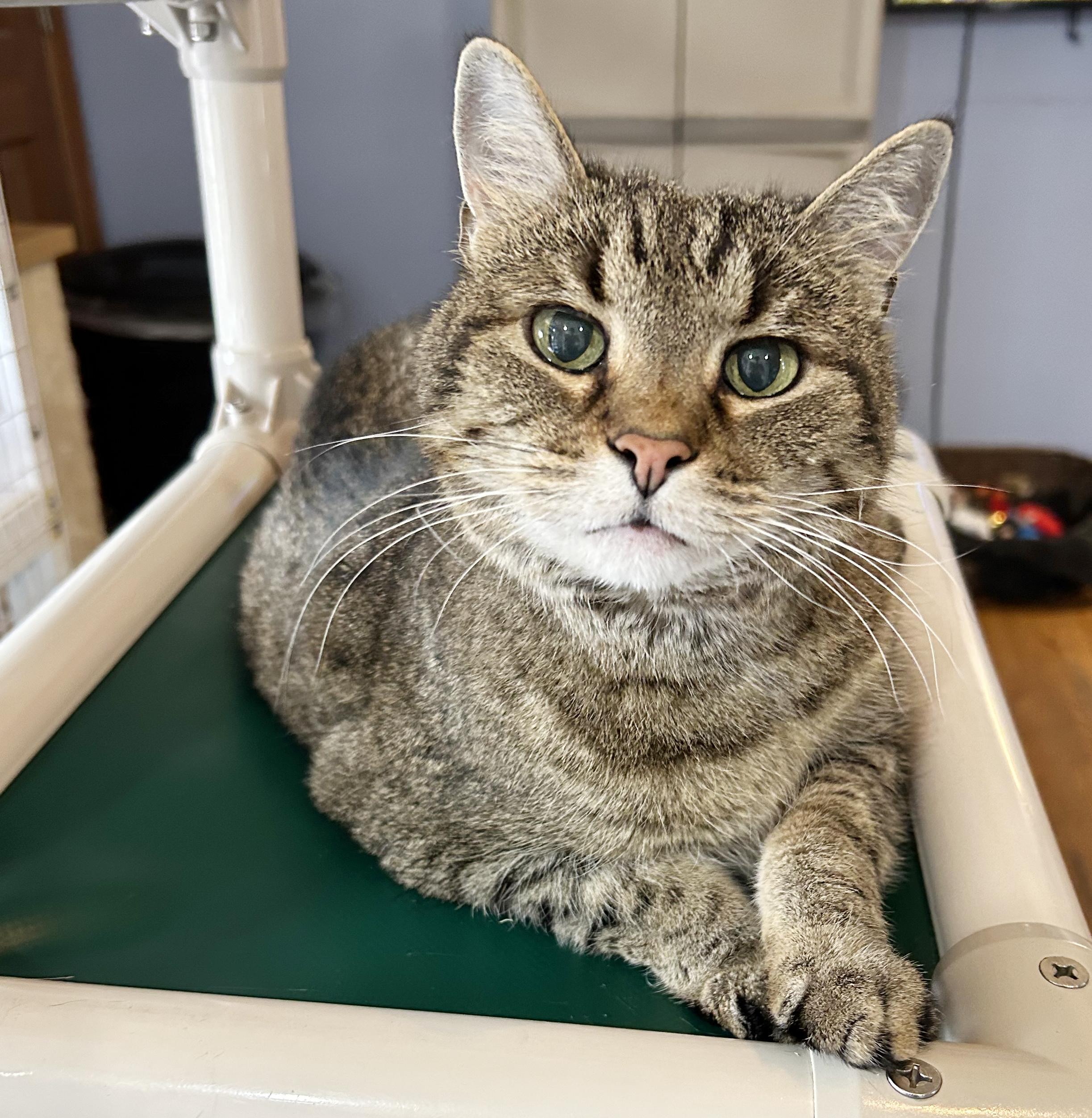 Puddy, Adoptable, Senior Male Tabby.