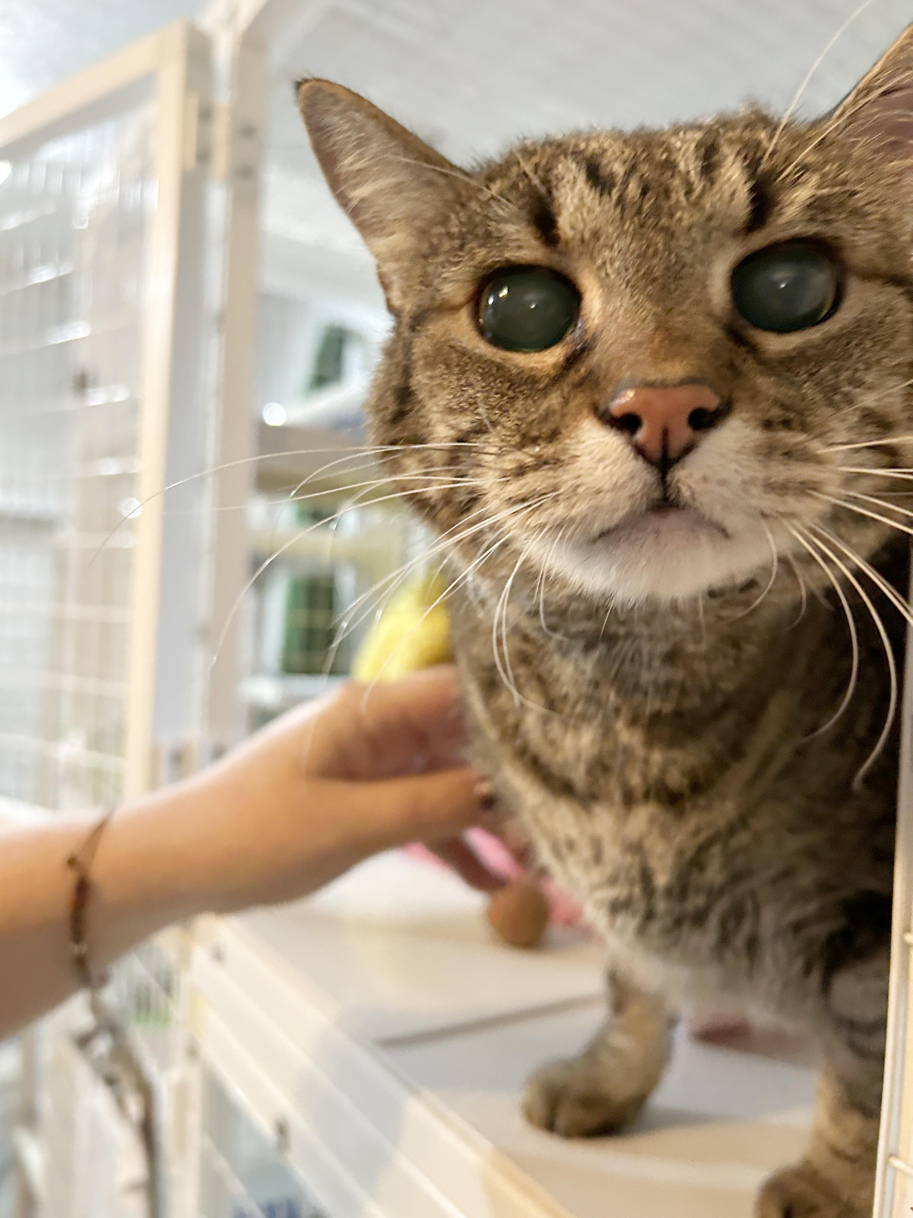 Puddy, Adoptable, Senior Male Tabby.