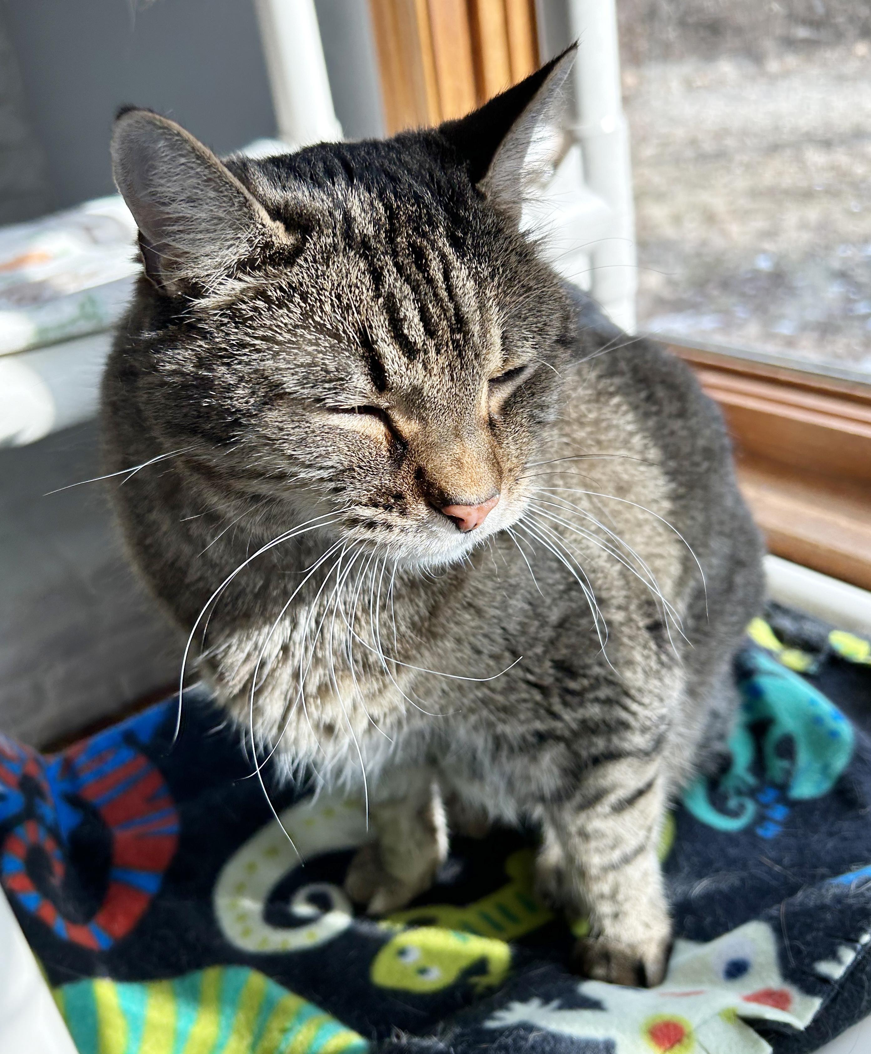 Enlarge Puddy, a Adoptable Tabby in Parkville, MO image 2/6