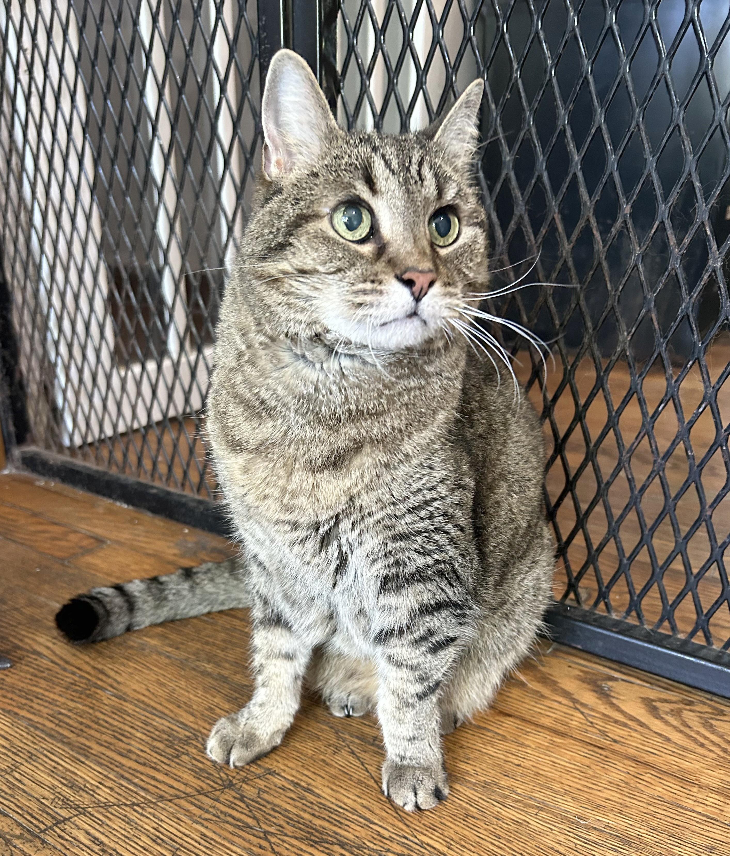 Enlarge Puddy, a Adoptable Tabby in Parkville, MO image 6/6