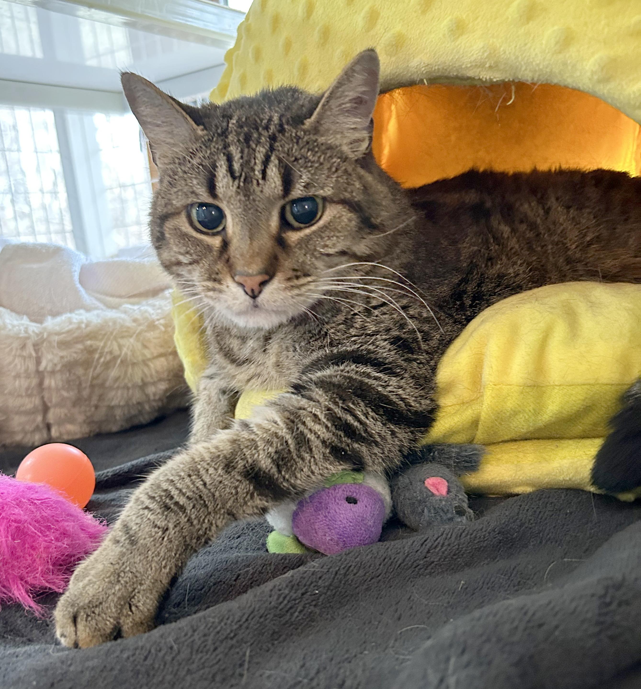 Enlarge Puddy, a Adoptable Tabby in Parkville, MO image 3/6