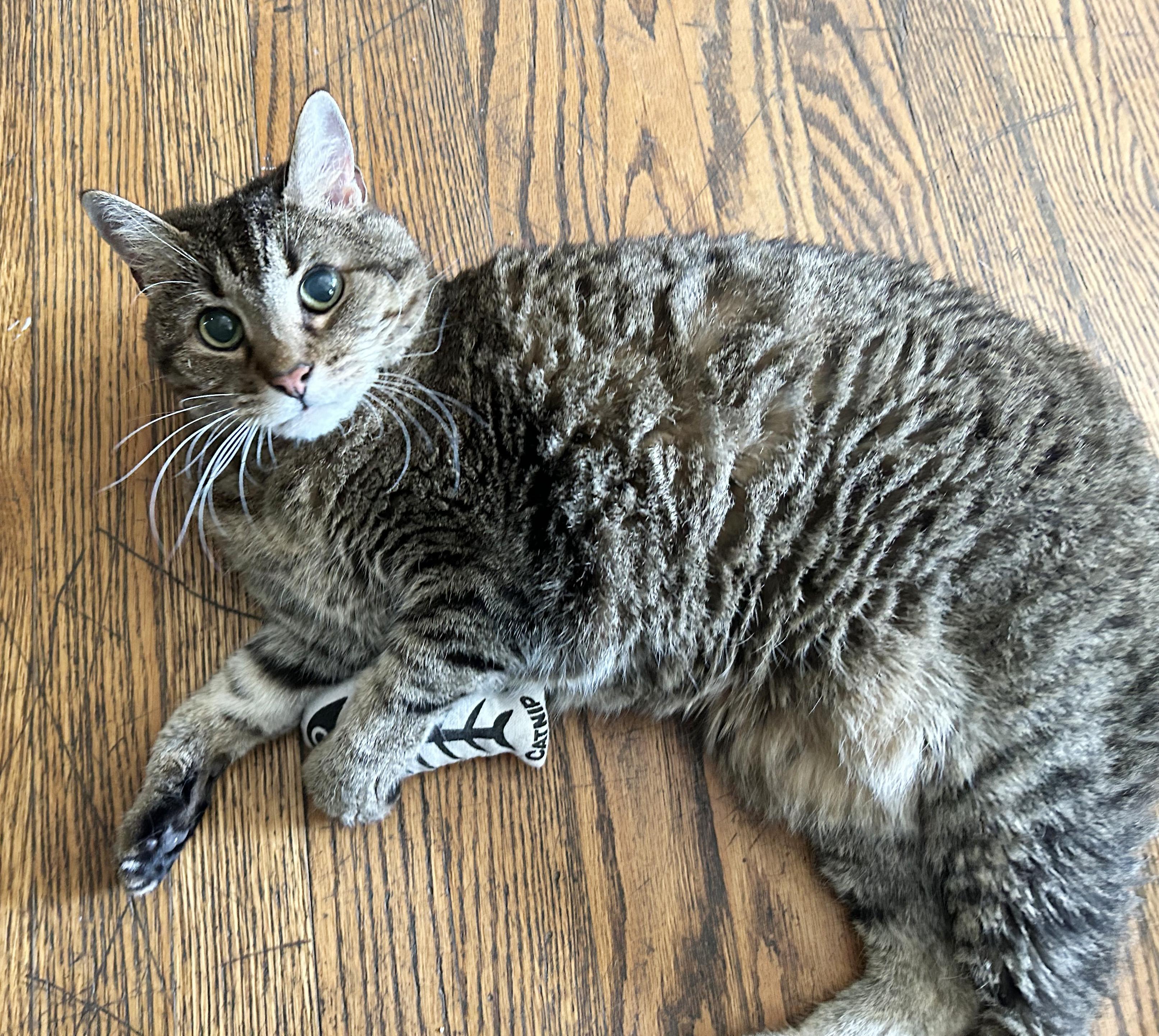Puddy, a Adoptable Tabby in Parkville, MO image 6/6