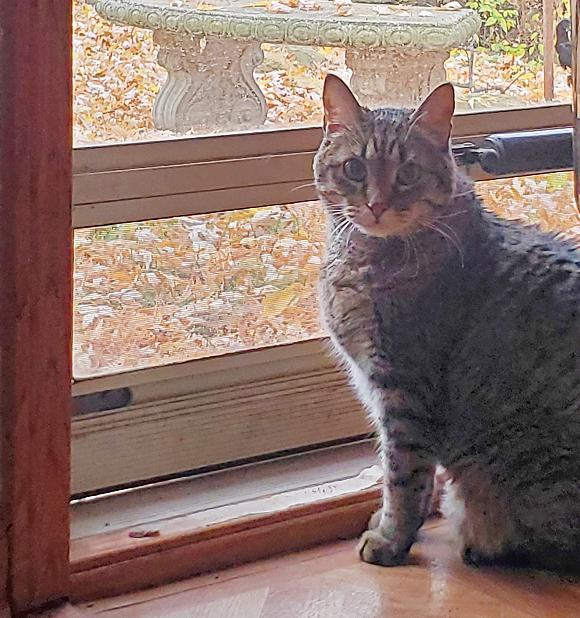 Puddy, a Adoptable Tabby in Parkville, MO image 4/6