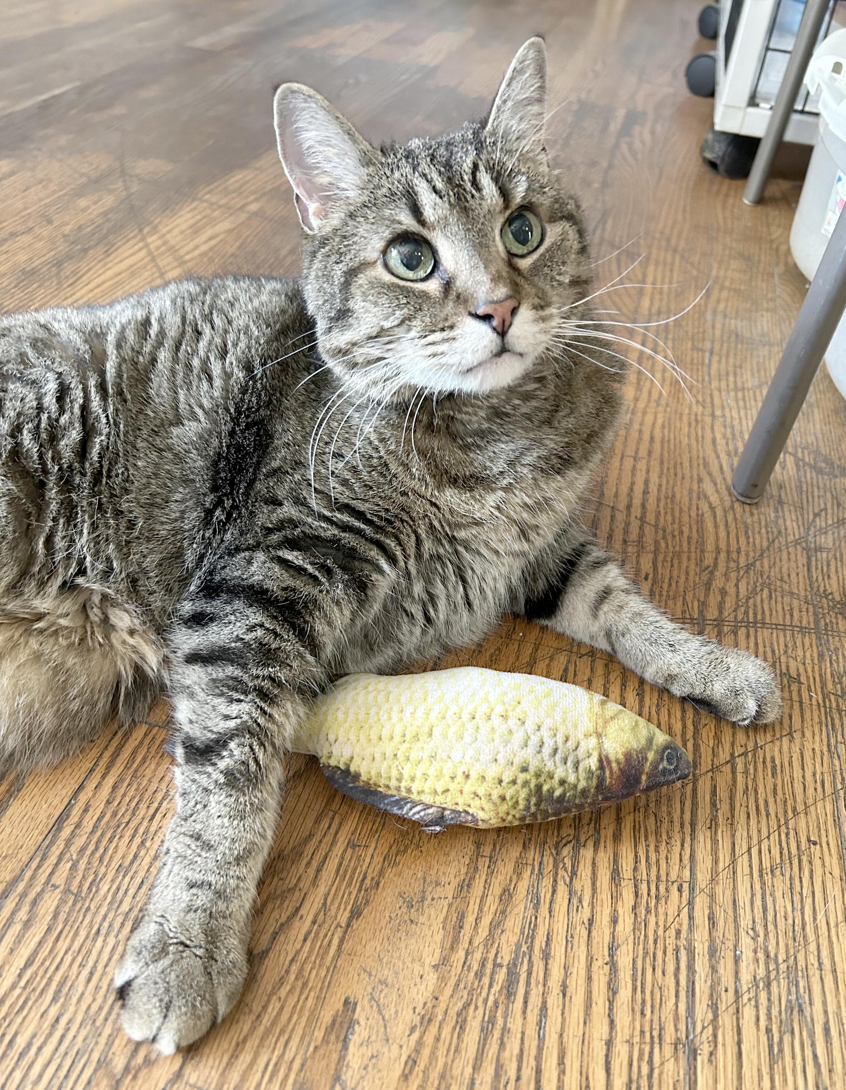 Puddy, Adoptable, Senior Male Tabby.