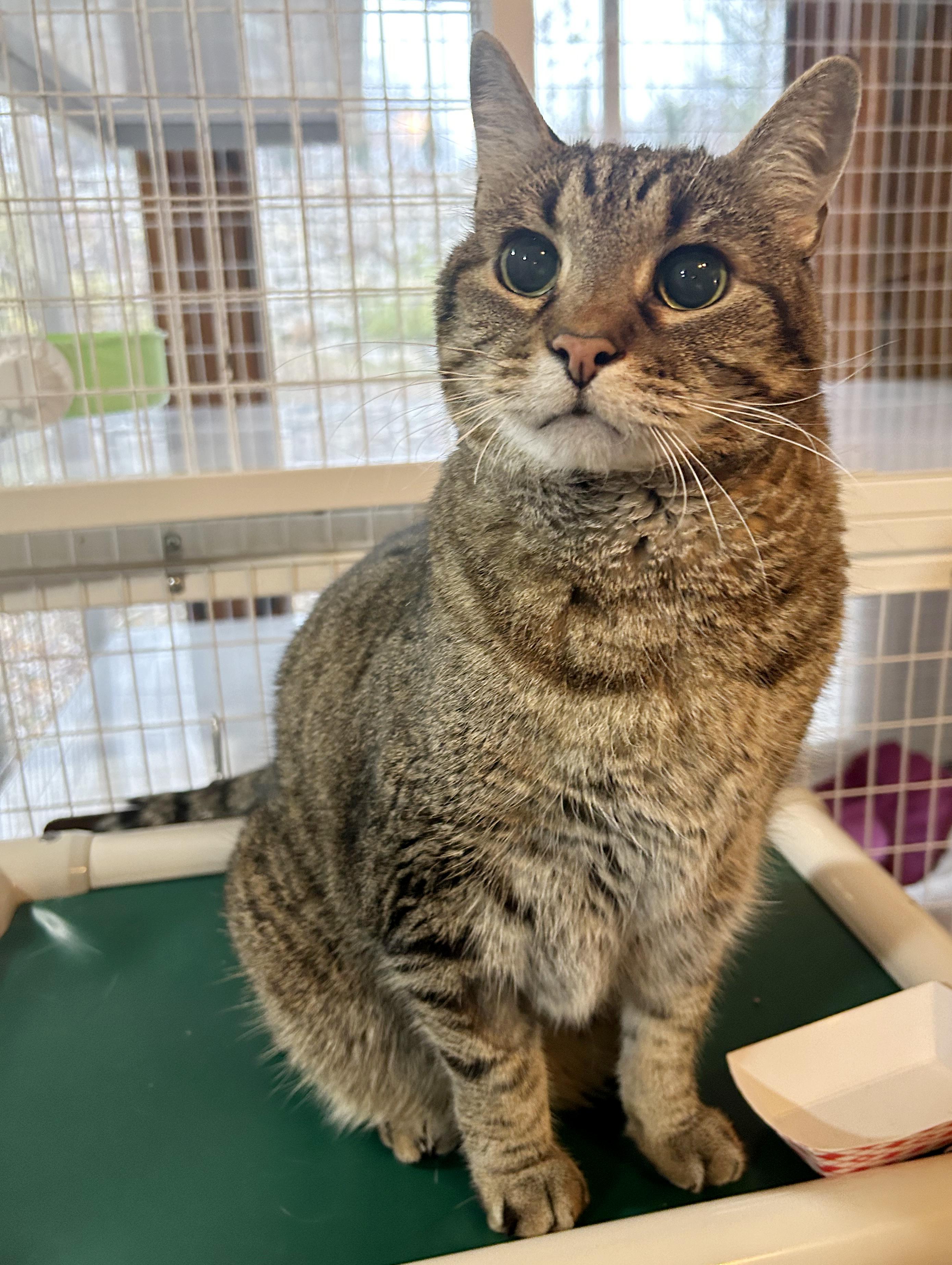 Puddy, a Adoptable Tabby in Parkville, MO image 3/6