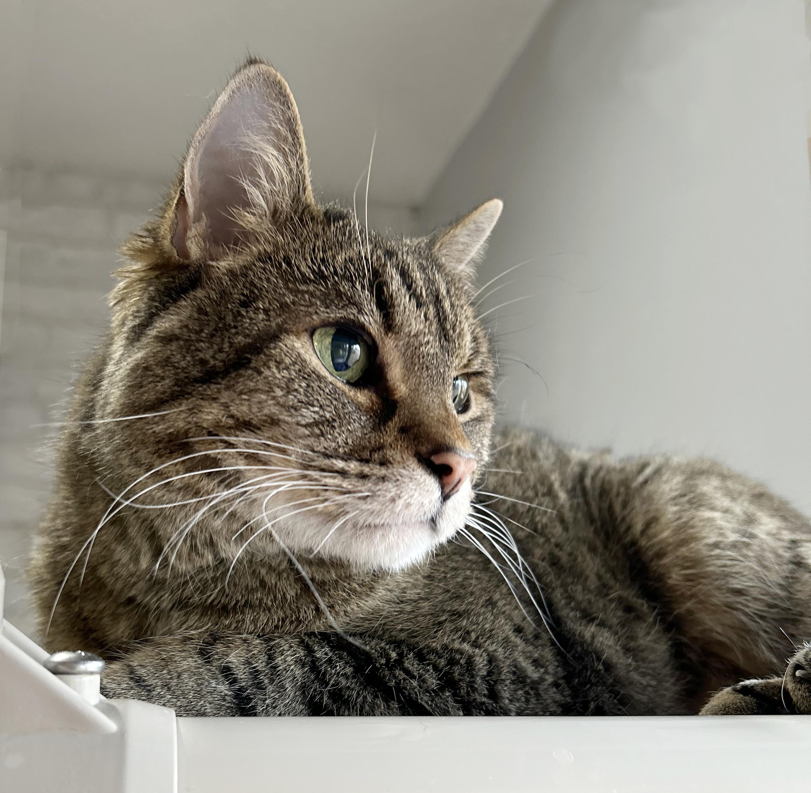 Enlarge Puddy, a Adoptable Tabby in Parkville, MO image 1/6