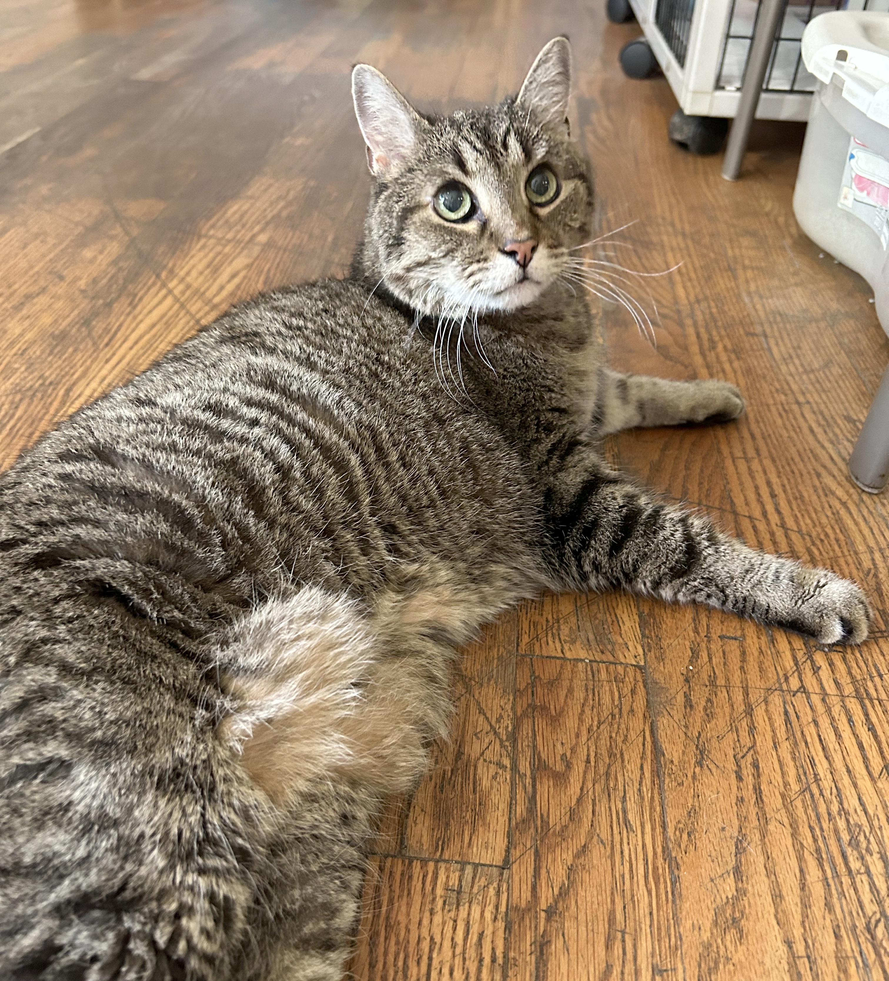 Enlarge Puddy, a Adoptable Tabby in Parkville, MO image 5/6
