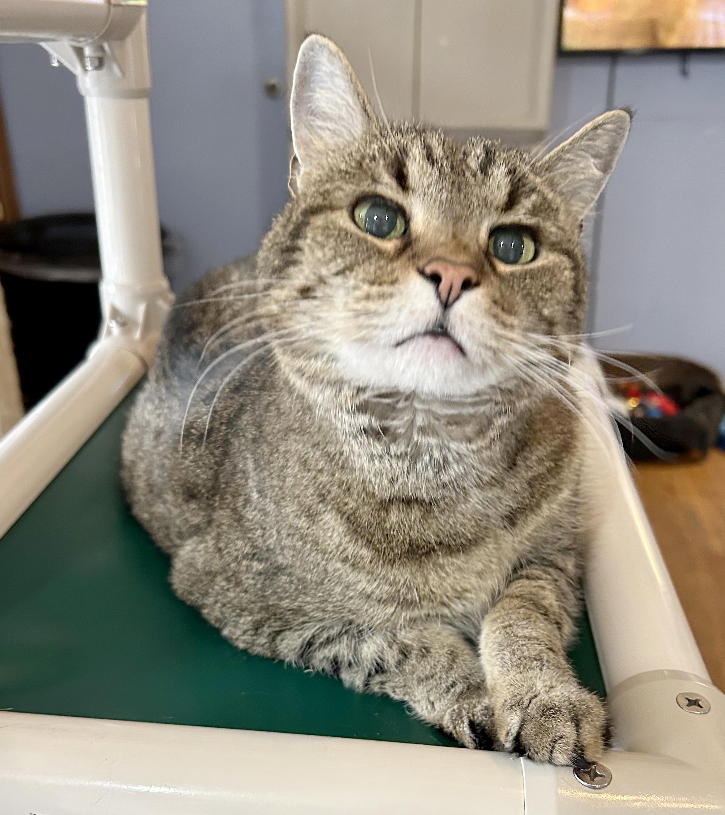 Enlarge Puddy, a Adoptable Tabby in Parkville, MO image 1/6