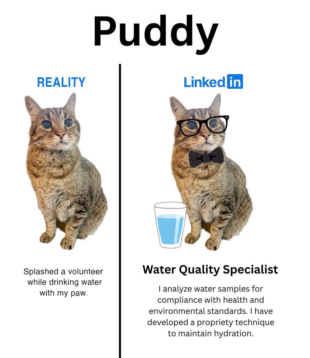 Enlarge Puddy, a Adoptable Tabby in Parkville, MO image 3/6