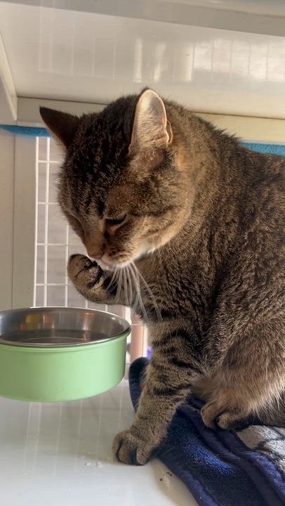 Enlarge Puddy, a Adoptable Tabby in Parkville, MO video 5/6