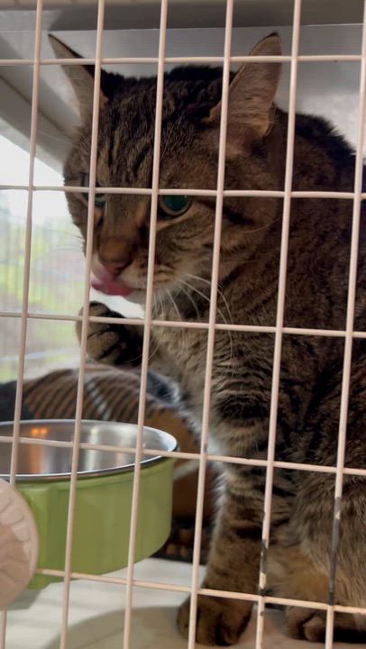 Enlarge Puddy, a Adoptable Tabby in Parkville, MO video 2/6