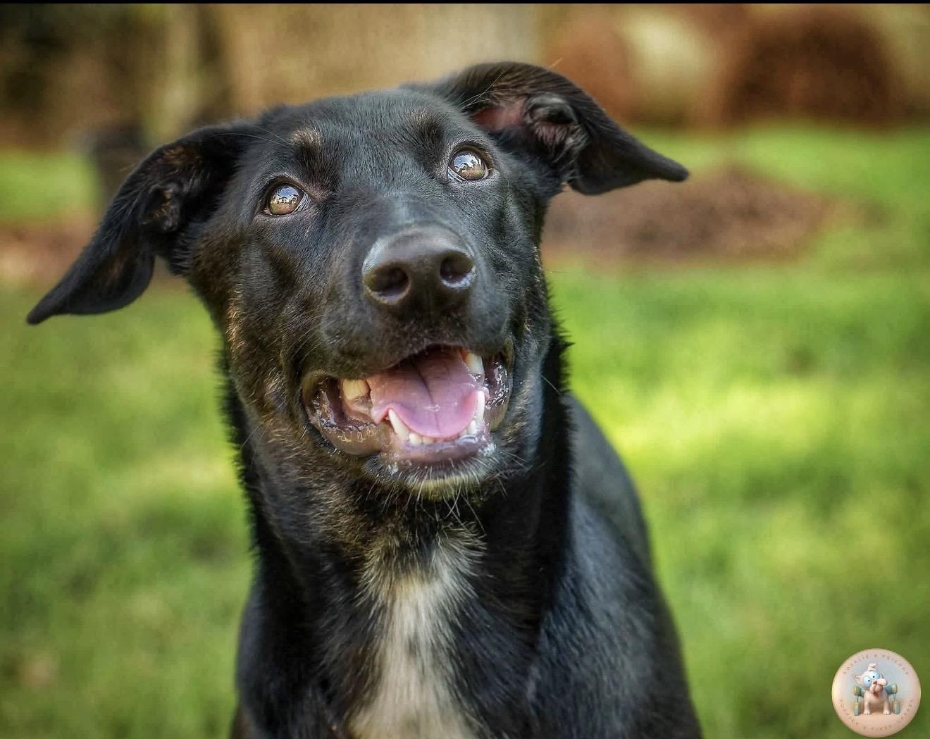 Enlarge Pepper, a ADOPTABLE mixed breed in Milton, FL image 1/6