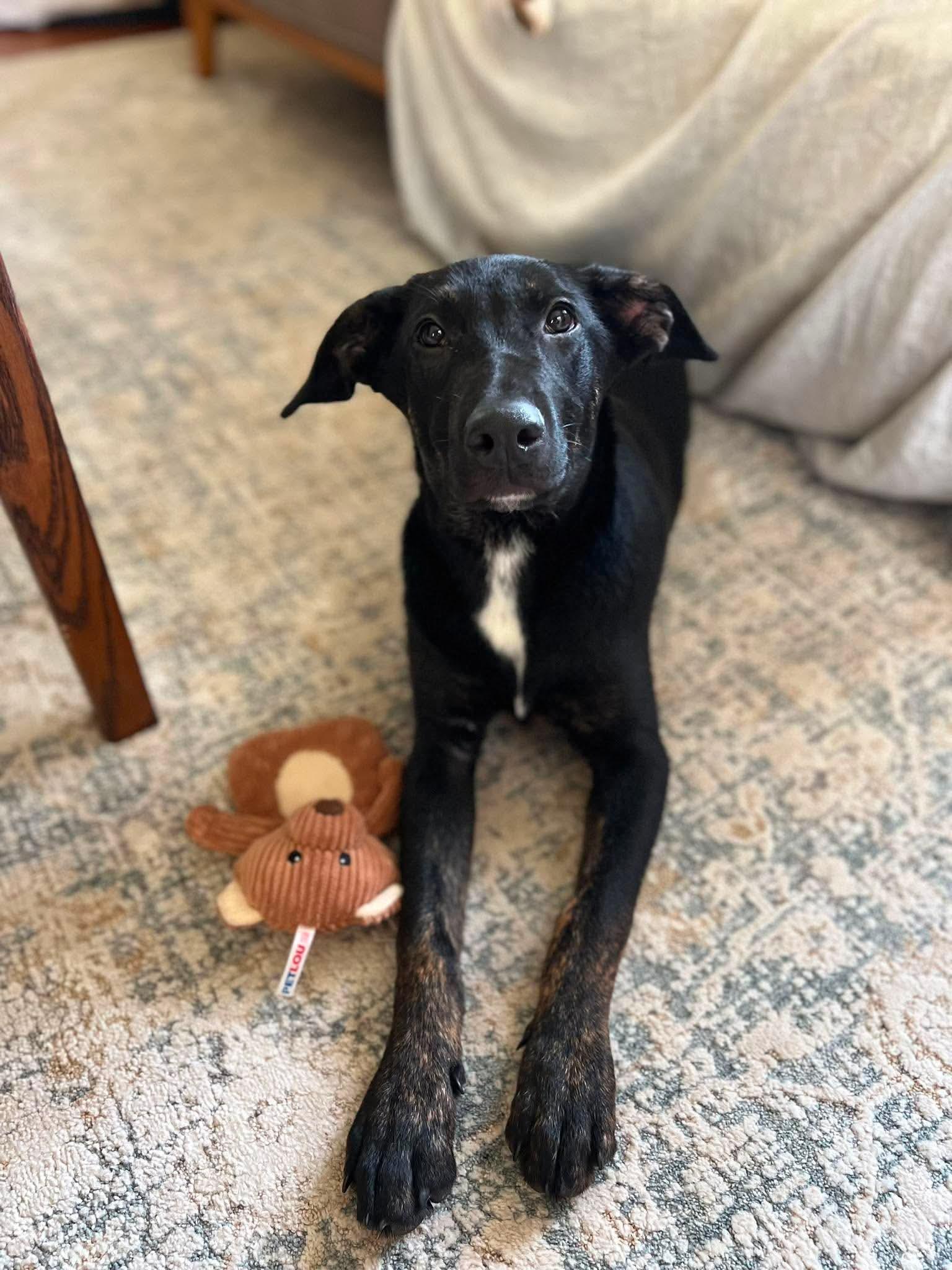 Enlarge Pepper, a ADOPTABLE mixed breed in Milton, FL image 2/6