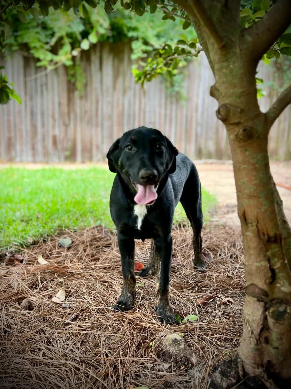 Enlarge Pepper, a ADOPTABLE mixed breed in Milton, FL image 5/6